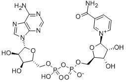 β-nikotínamid adenín dinukleotid